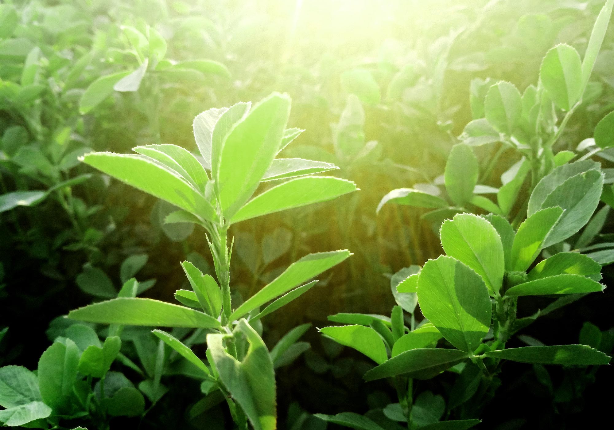 National Alfalfa Forage Alliance Regeneration Nation