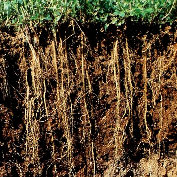 Cross section showing the root system of 3-month-old alfalfa