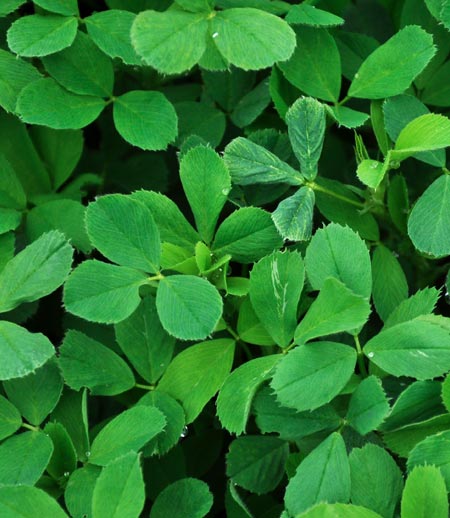 Bright green, leafy alfalfa grows in a field.