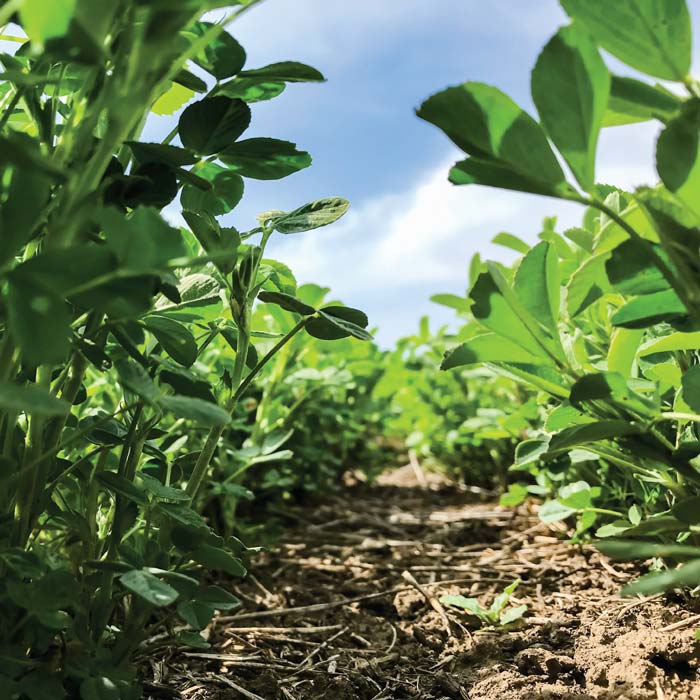 Rows of bright green alfalfa against a blue sky