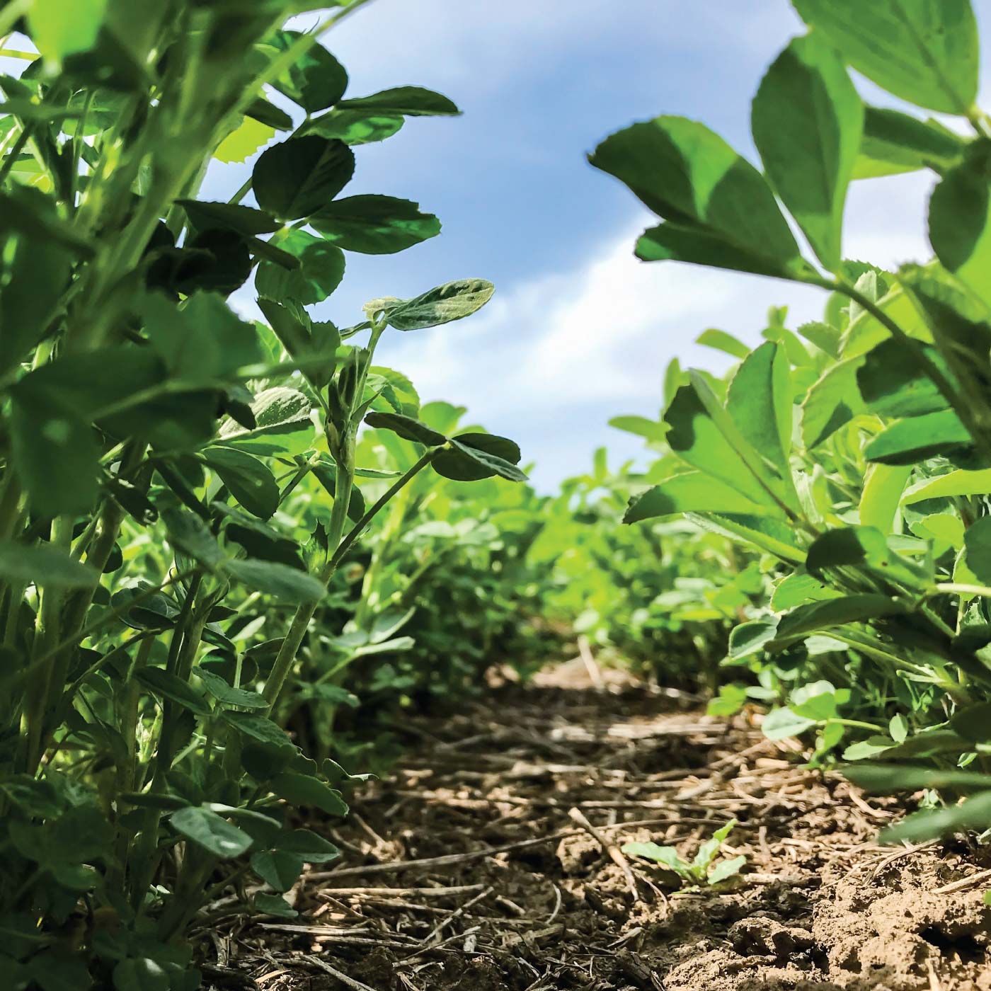 National Alfalfa & Forage Alliance - Regeneration Nation